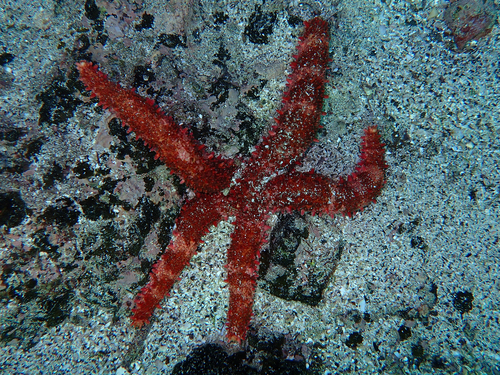 Mithrodia bradleyi