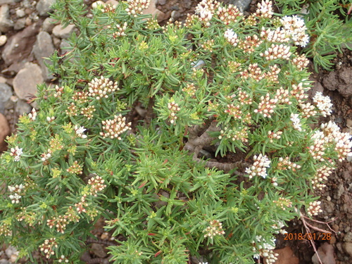 Crassula sarcocaulis