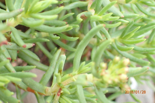 Crassula sarcocaulis
