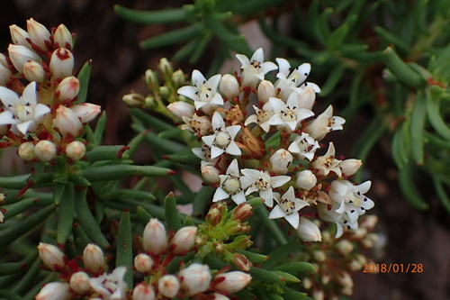 Crassula sarcocaulis
