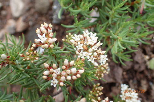 Crassula sarcocaulis