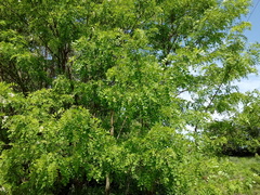 Robinia pseudoacacia