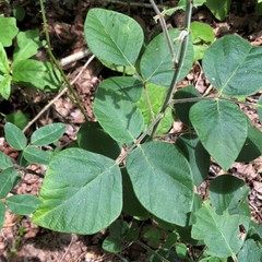 Desmodium viridiflorum