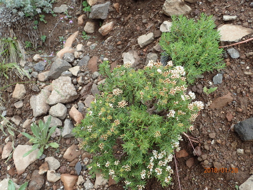 Crassula sarcocaulis