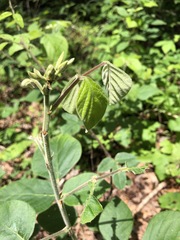 Desmodium viridiflorum