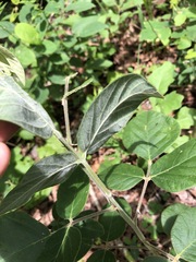 Desmodium viridiflorum