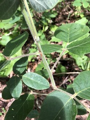 Desmodium viridiflorum