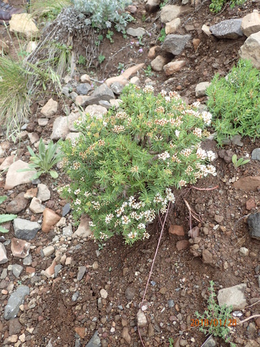 Crassula sarcocaulis
