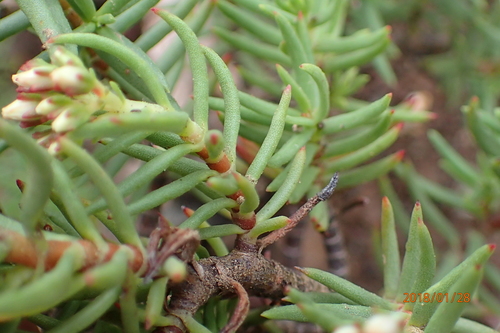 Crassula sarcocaulis