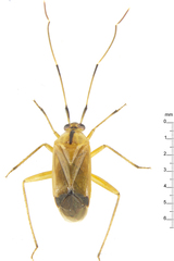 Poppiocapsidea biseratense