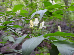 Lonicera chrysantha