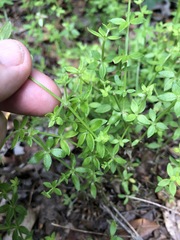 Galium bermudense