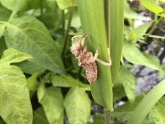 Cordulegaster boltonii