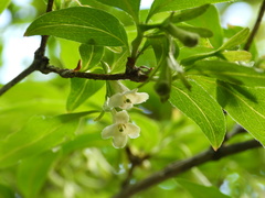 Zabelia biflora