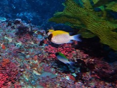 Chromis klunzingeri