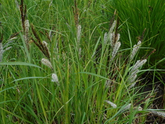 Carex acutiformis