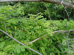 Robinia pseudoacacia