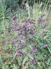 Odontites vulgaris
