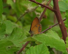 Coenonympha oedippus