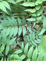 Sorbaria