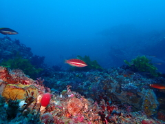 Pseudolabrus biserialis