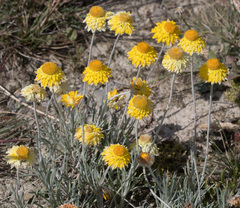 Leucochrysum albicans albicans