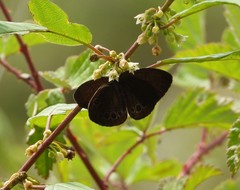 Coenonympha oedippus