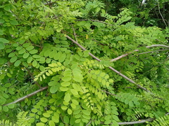 Robinia pseudoacacia