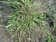 Halerpestes sarmentosa