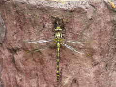 Neallogaster pekinensis