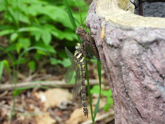 Neallogaster pekinensis