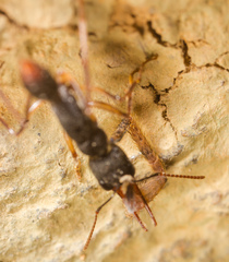 Harpegnathos venator