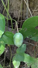 Passiflora gardneri