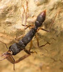 Harpegnathos venator