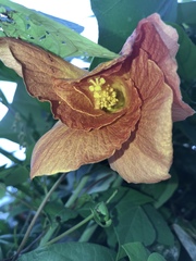 Hibiscus tiliaceus pernambucensis