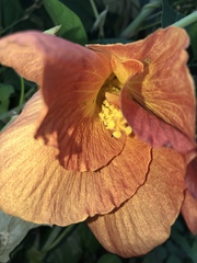 Hibiscus tiliaceus pernambucensis