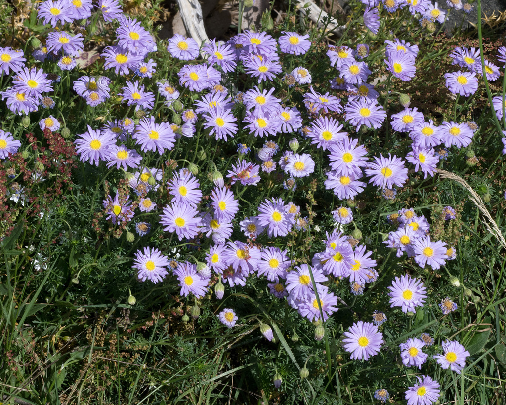 Brachyscome rigidula