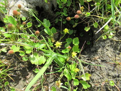 Halerpestes sarmentosa