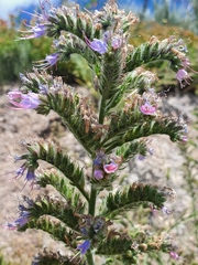 Echium lusitanicum