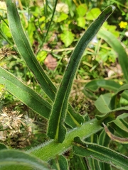 Echium lusitanicum