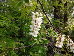 Robinia pseudoacacia