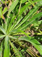 Echium lusitanicum