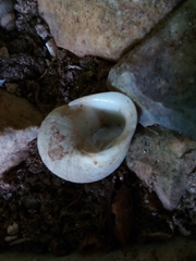 Eutrochatella virginea