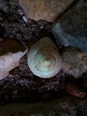 Eutrochatella virginea