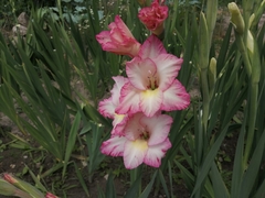 Gladiolus × hortulanus