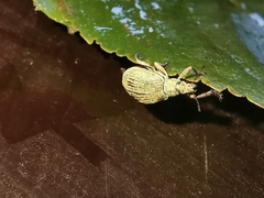 Polydrusus planifrons