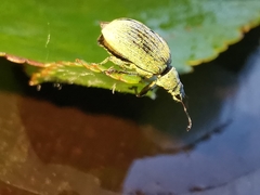 Polydrusus planifrons