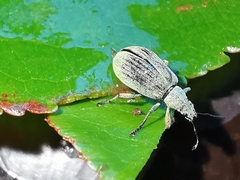 Polydrusus planifrons