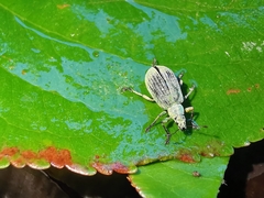 Polydrusus planifrons