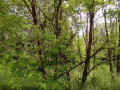Robinia pseudoacacia